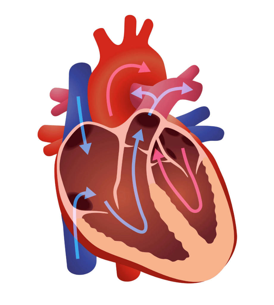 cardiopatia-valvular-clinica-insuficiencia-cardiaca-