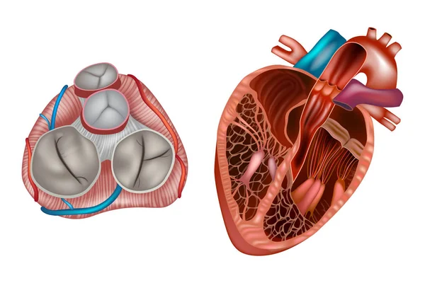 cardiopatia-valvular-clinica-insuficiencia-cardiaca